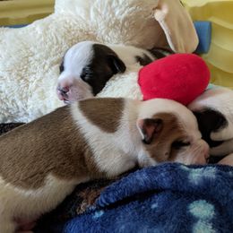 Staffordshire Bull Terrier Puppies from Sequoia Staffords