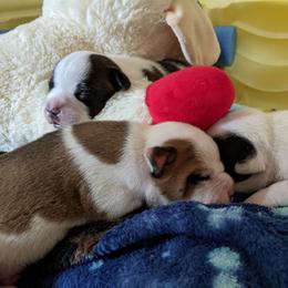 Staffordshire Bull Terrier Puppies from Sequoia Staffords