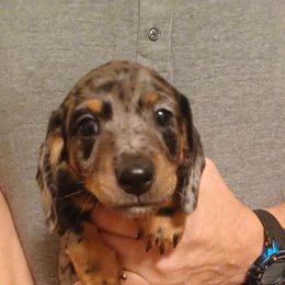 Boy 1 - Black and tan male Dachshund puppy in Frankfort, Kentucky from Gigi's Dachshunds