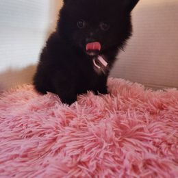 Purple - Black male Pomeranian puppy in Fort Worth, Texas from Ramos' Pommies