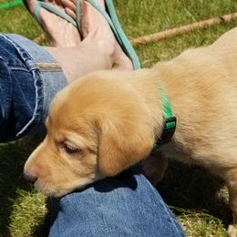 Labrador Retriever Puppies from Canyon River Outfitters