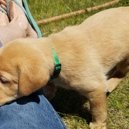 Labrador Retriever Puppies from Canyon River Outfitters