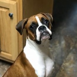 River - Boxer