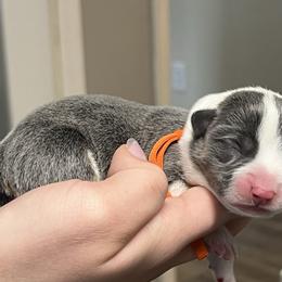 Girl 2 - Blue female Pembroke Welsh Corgi puppy in Ocala, Florida from Dolan Farms Corgis