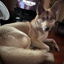 Siberian Husky All Grown Up from Great Warriors