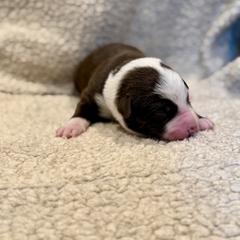 Grey collar - Red and white male Australian Koolie puppy in West Richland, Washington from KittyHawkKoolies