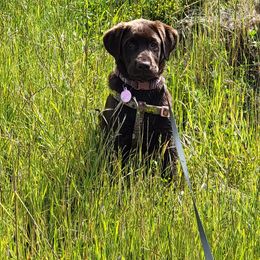 Labrador Retriever Puppies from Rick's Retrievers
