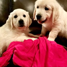 Golden Retriever Puppies from Kansas Prairie Pups