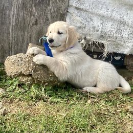 Carla - Light golden female Golden Retriever puppy in Pittsgrove, New Jersey from Journeyman Goldens