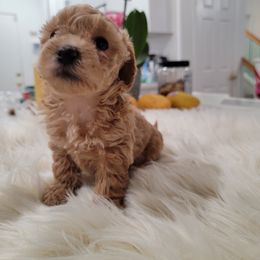 Poodle Puppies from Poodle house CA