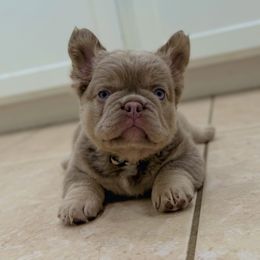 Gucci - Tricolors male French Bulldog puppy in San Diego, California from Hlop Frenchies LLC