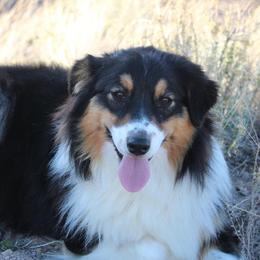 Peach  - Australian Shepherd