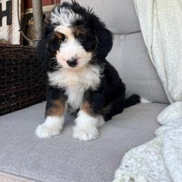 Jack - Tri-color male Bernedoodle puppy in Holtwood, Pennsylvania from Country Ridge Puppies