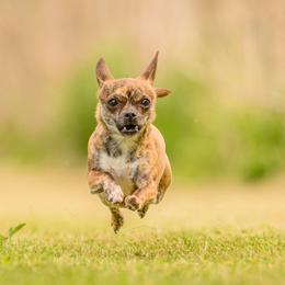 Margarita - Chihuahua