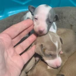 Italian Greyhounds from Coccolare Italian Greyhounds