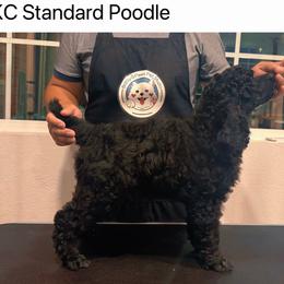 Girl 4 - Blue female Poodle puppy in Houston, Texas from CMJ Kennels