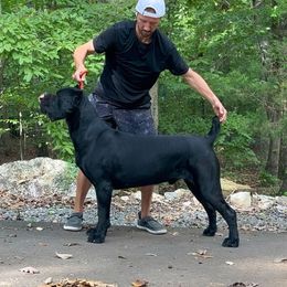 Cane Corso puppies from Res Ipsa Kennels