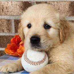 Golden Retrievers and Miniature Australian Shepherds from Alexander Canines