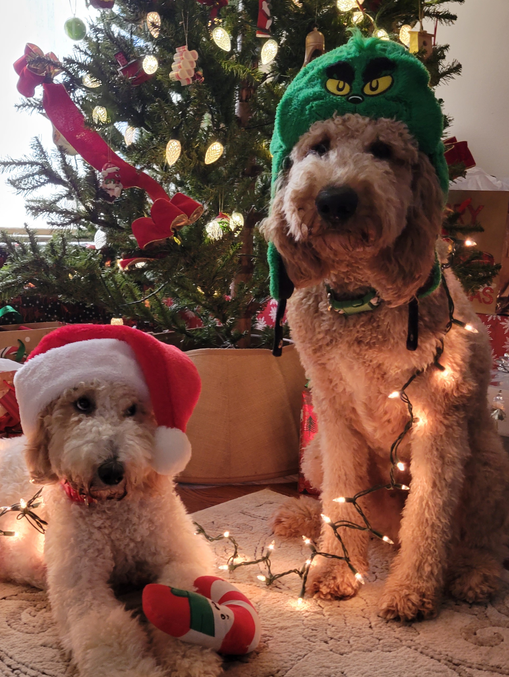 Goldendoodles from Tripple C Doodles