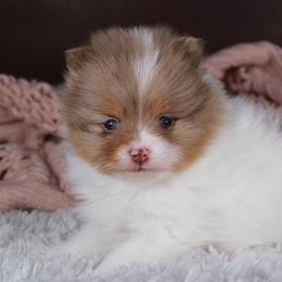 AKC Penny - Chocolate merle female Pomeranian puppy in Albany, Indiana from Hatz Off Puppies