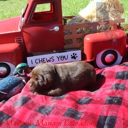 Girl 1 - Labrador Retriever puppy in Liberty Hill, Texas from Mariani Labrador Retrievers