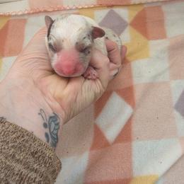 Lace - Blue merle and white female Cardigan Welsh Corgi puppy in Bland, Missouri from Shadey Lane Corgis