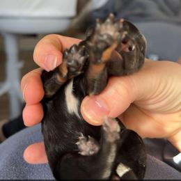 Tri Phantom Female - Black tri-color female Aussiedoodle puppy in Angola, Indiana from Classic City Doodles