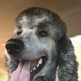 Goldendoodles from Echo Valley Poodles & Doodles