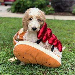 Earth - Parti male Goldendoodle puppy in Camden, North Carolina from Oopsie Doodles of NC