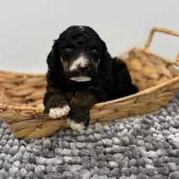 Augustus - Phantom male Poodle puppy in Greeneville, Tennessee from Smokey Mountain Sheepadoodles