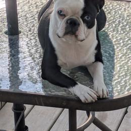 Reba - Boston Terrier