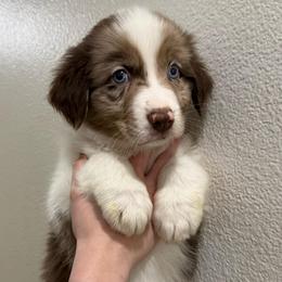 Shamrock - Red merle male Australian Shepherd puppy in Weeki Wachee, Florida from Ace of Spades Australian Shepherds