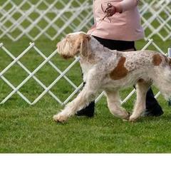 Angus - Spinone Italiano