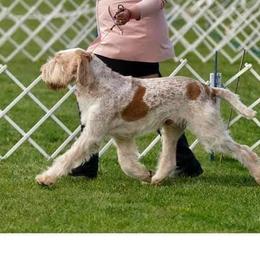 Angus - Spinone Italiano