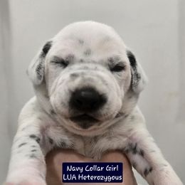 Navy Collar Girl - White and black female Dalmatian puppy in Centereach, New York from LINY Dalmatians