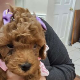 Willow - Red  Poodle puppy in Spring, Texas from Sondra's Miniature Poodles