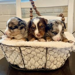Miniature Australian Shepherd, Pembroke Welsh Corgi, and Toy Australian Shepherd Puppies from Spring Creek Aussies + Corgis