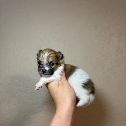 Trig - Orange parti male Pomeranian puppy in Phoenix, Arizona from Luxpomz