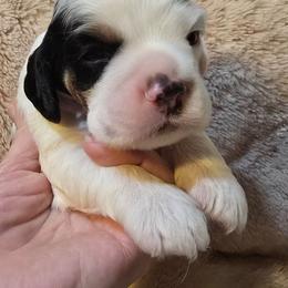 Lieutenant - Black white and tan male Cocker Spaniel puppy in Florence, South Carolina from Reddick's American Cocker Spaniels