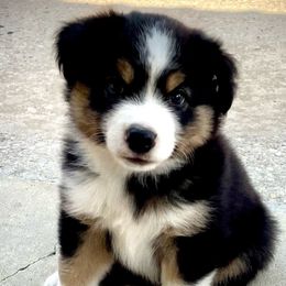 Boy 4 (white collar) - Miniature Australian Shepherd puppy from E4 Farm Mini Aussie’s