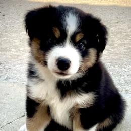 Boy 4 (white collar) - Miniature Australian Shepherd puppy from E4 Farm Mini Aussie’s