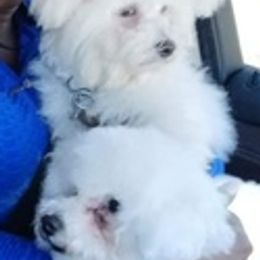 Bichon Frises from McCloud's Bichon Frise