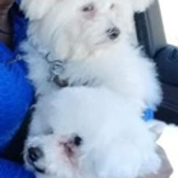 Bichon Frises from McCloud's Bichon Frise