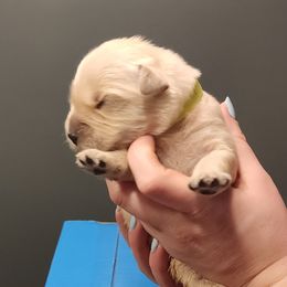 Girl 2 - female Golden Retriever puppy in Carlisle, Ohio from Hermosa Havanese and Golden Retrievers