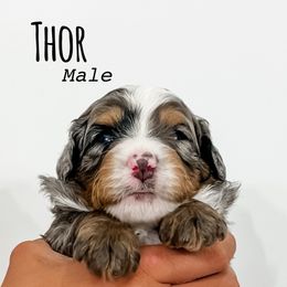 Boy 2 - Blue merle male Bernedoodle puppy in Flagstaff, Arizona from Gunstock Doodles