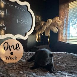 Steal - Wolf sable male Pomeranian puppy in Scio, Oregon from Mac Daddy Poms