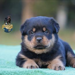 Tormenta - Black and mahogany female Rottweiler puppy in Uniontown, Alabama from CedarBluff Rottweilers