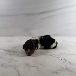 Piebald Male 3 - Piebald male Dachshund puppy in Wills Point, Texas from East Mini Dachshunds Texas