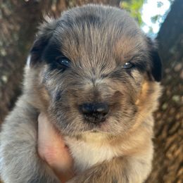Girl 1 - Blue merle female Australian Shepherd puppy in Lakeland, Florida from Infinite Aussies