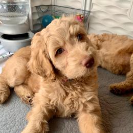 Goldendoodle Puppies from Lundee Doodles